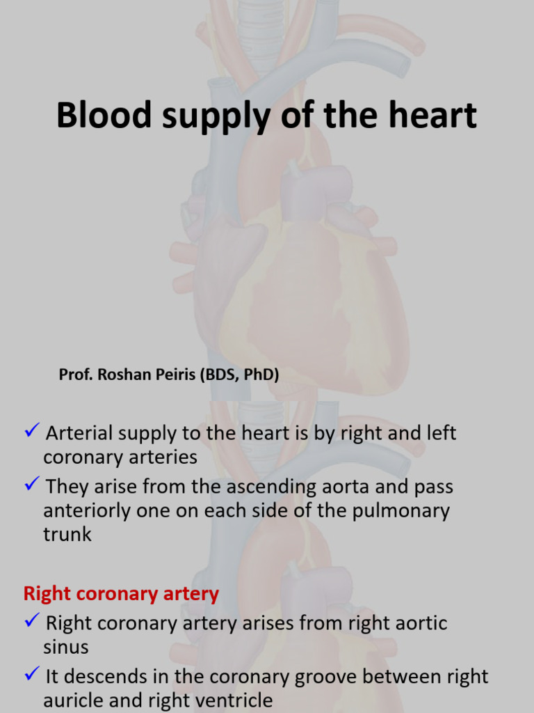 Blood Supply of the Heart_0edecfa887b0dd34001a0ada091ea729 | PDF ...