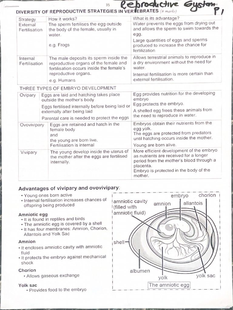 Reproductive System | PDF