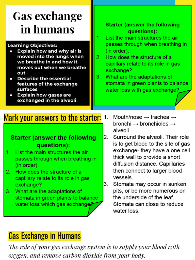 6.6 Gas Exchange in Humans | PDF | Breathing | Exhalation
