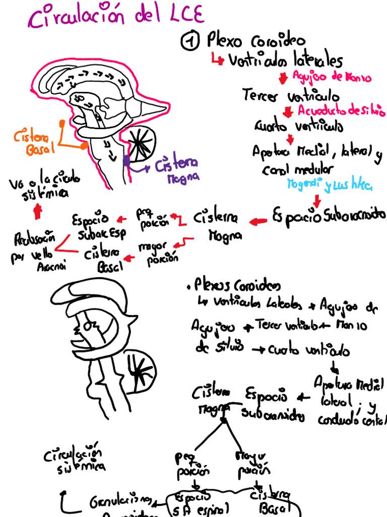 Circulacion Del Lce | PDF