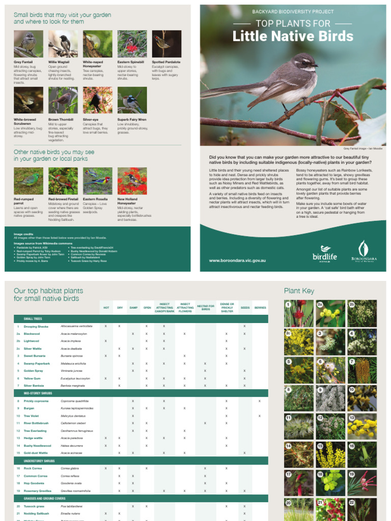 Top plants for little native birds | PDF | Plants
