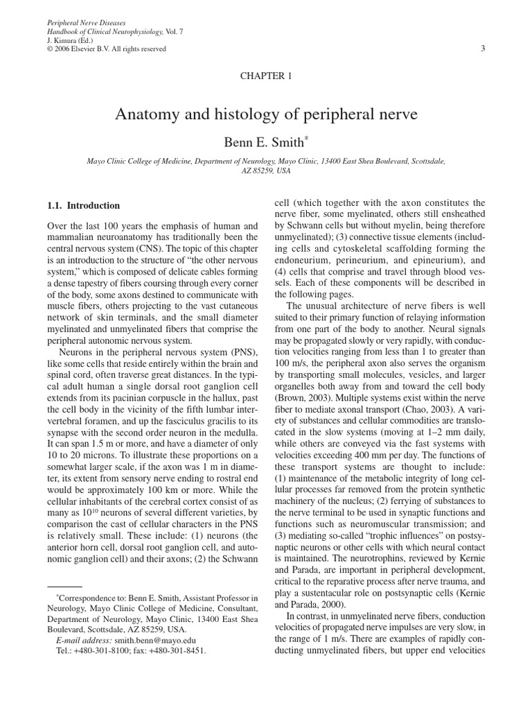 Anatomy and Histology of Peripheral Nerve | PDF | Axon | Myelin