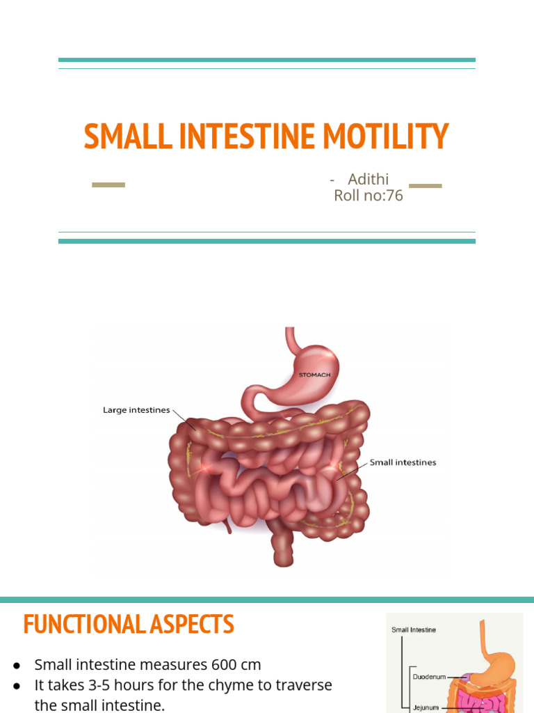 Small Intestine Motility | PDF | Gastrointestinal Tract | Small Intestine