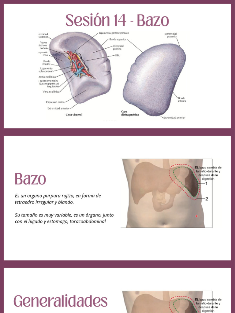 BAZO | PDF