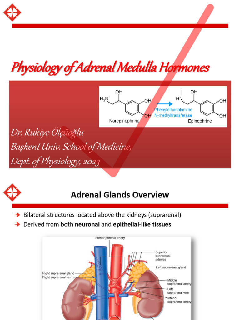 9- Physiology of Adrenal Medulla Hormones | PDF | Adrenal Gland ...