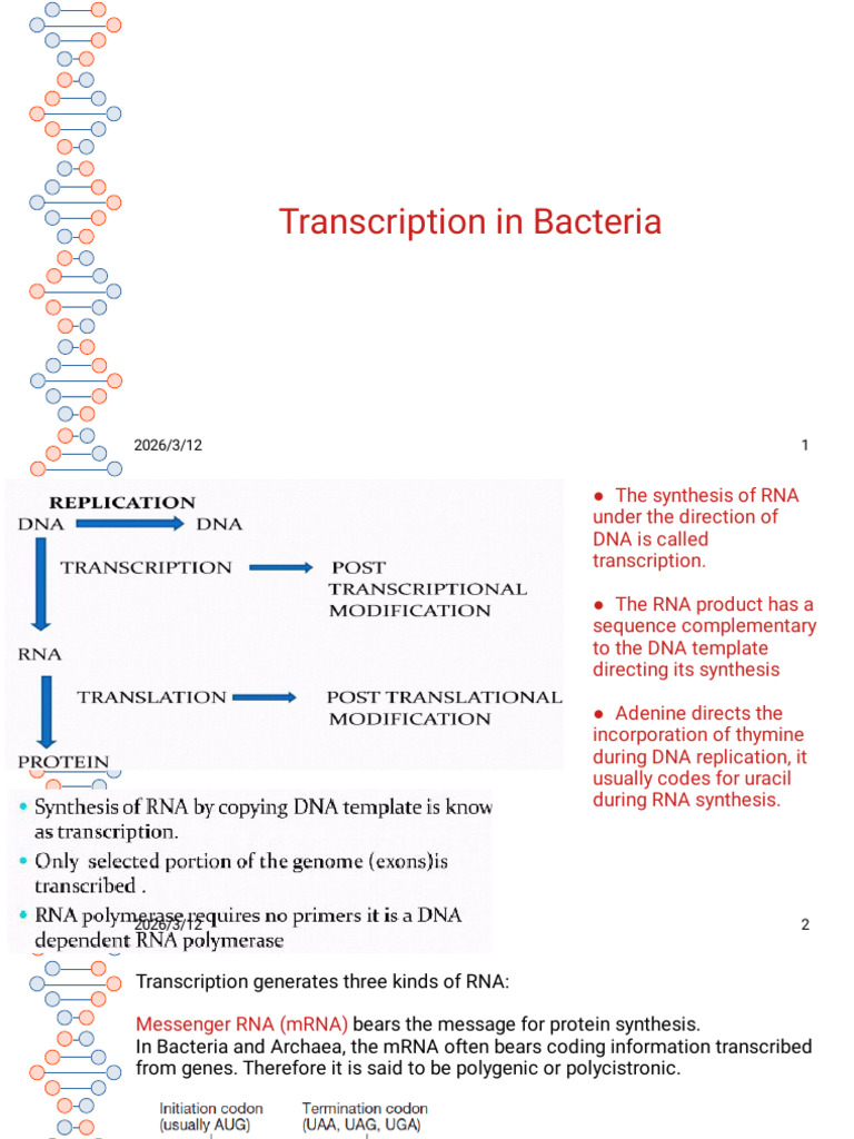 New Transcription in Prokaryotes Bacteria | PDF | Messenger Rna | Rna