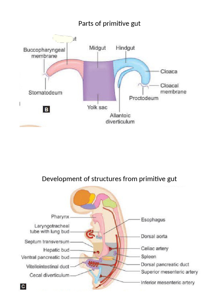 Systemic Embryology for Viva 1 | PDF