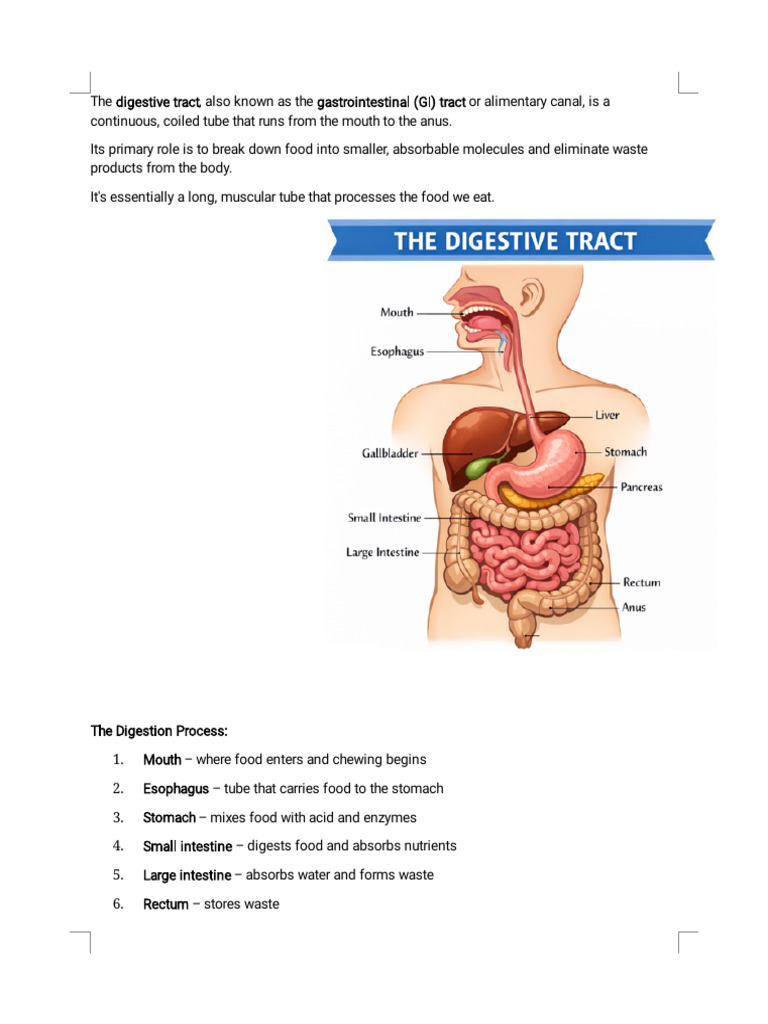 The Digestive Tract_Converted | PDF | Digestion | Gastrointestinal Tract
