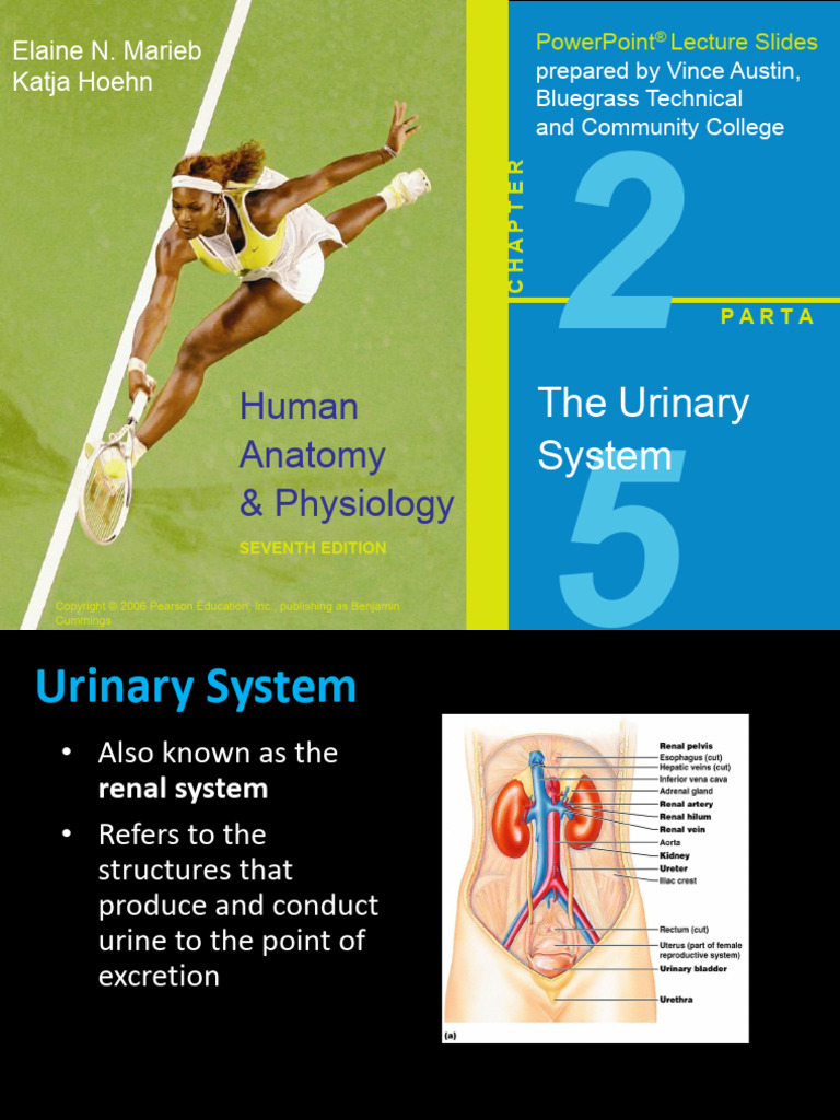 Topic 7 Urinary System Rt105 | PDF | Kidney | Genitourinary System
