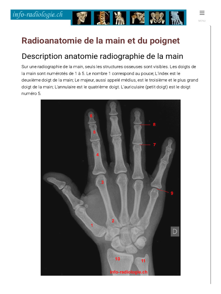 radioanatomie-main-pdf-main-syst-me-squelettique