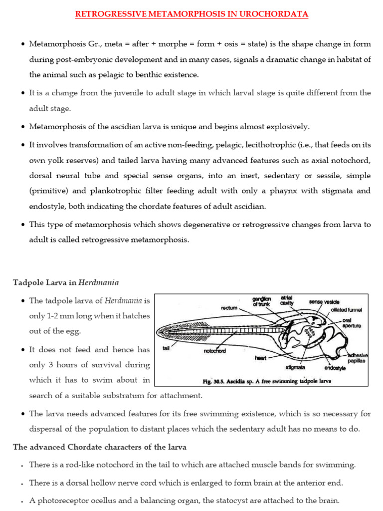 1.2.4. Retrogressive Metamorphosis in Urochordata | PDF | Zoology | Anatomy