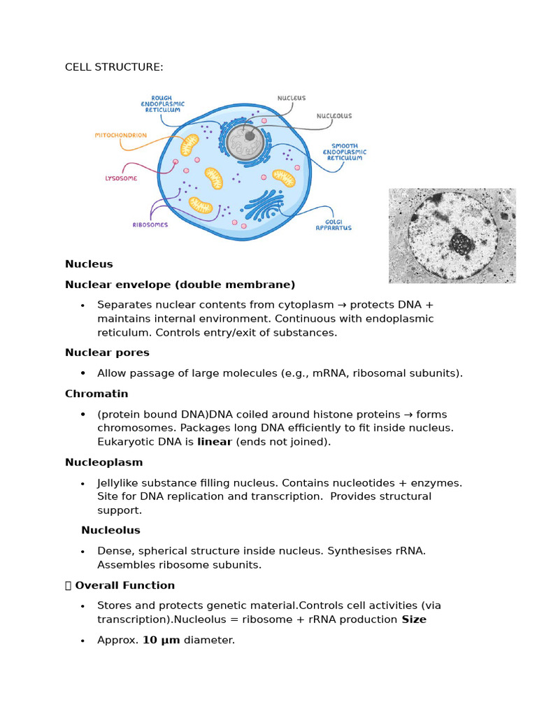 CELL STRUCTURE notes | PDF | Endoplasmic Reticulum | Cell (Biology)