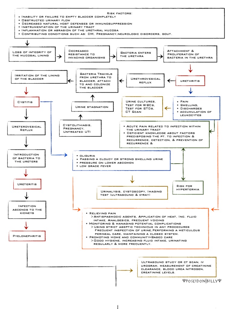 Pathophysiology of Renal Diseases | PDF | Kidney | Urinary Tract Infection
