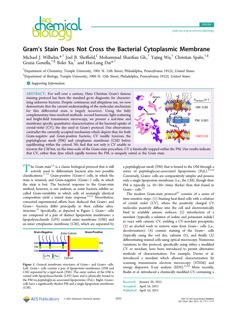 Gram s Stain Does Not Cross the Bacterial Cytoplasmic Membrane | PDF ...