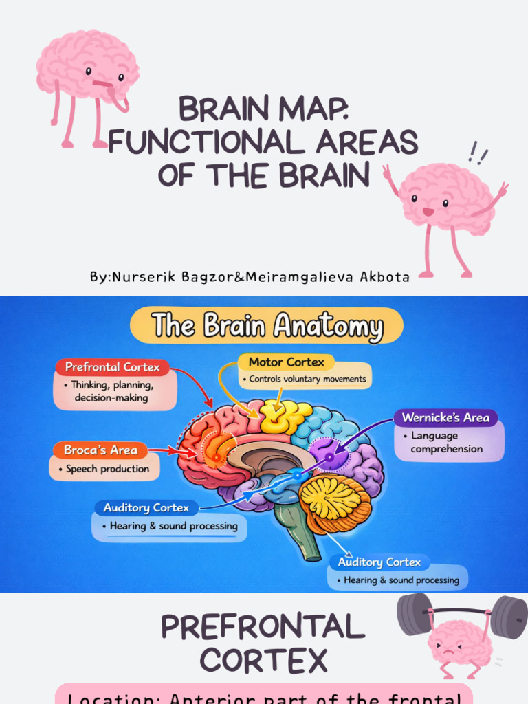 Brain Map | PDF