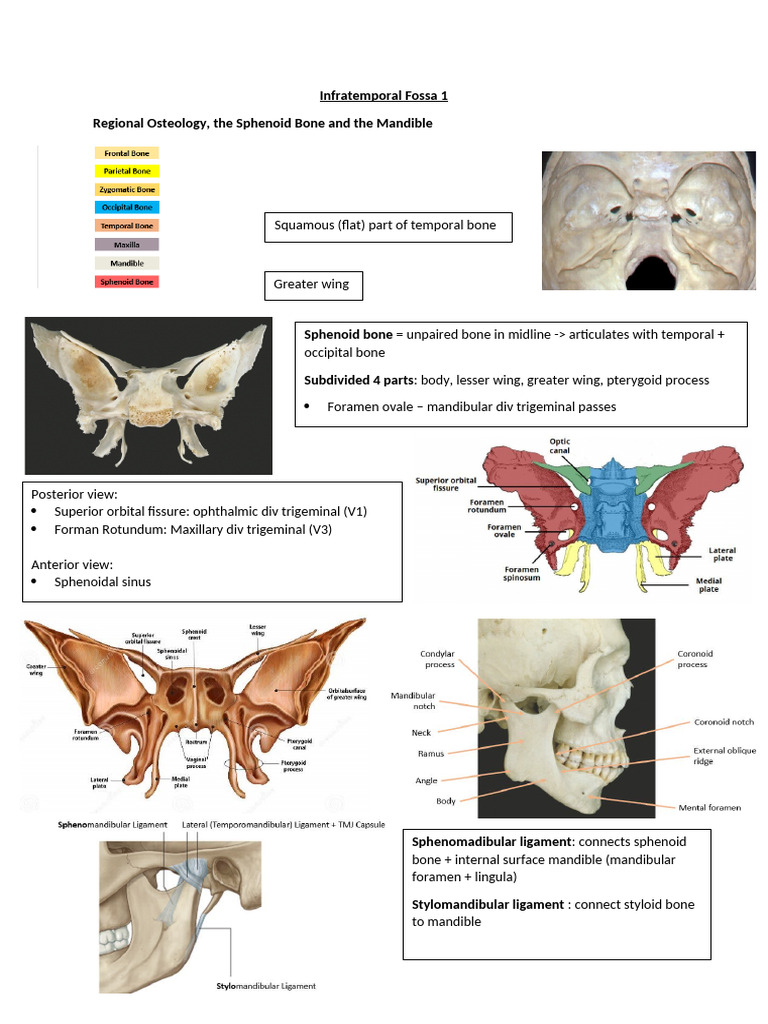Infratemporal Fossa 1 | PDF | Primate Anatomy | Human Head And Neck