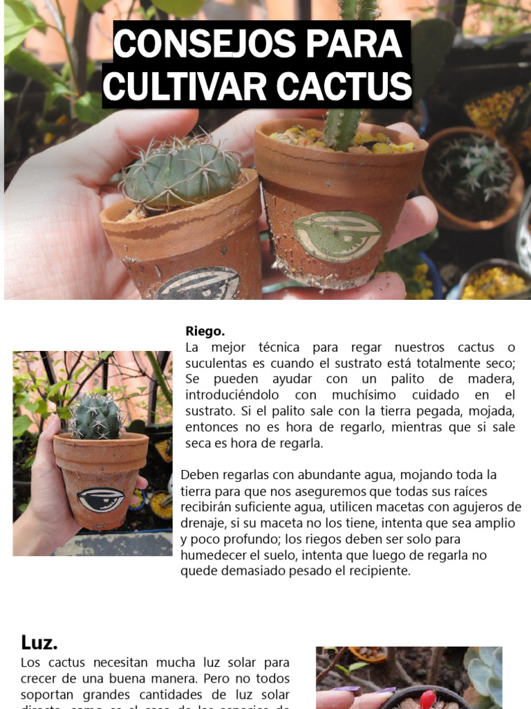 Cultivar Cactus | PDF