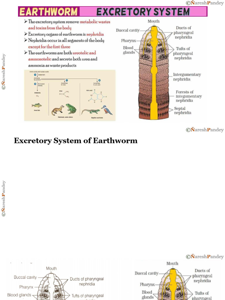 03 Earthworm Excretory System | PDF | Excretion | Animal Anatomy