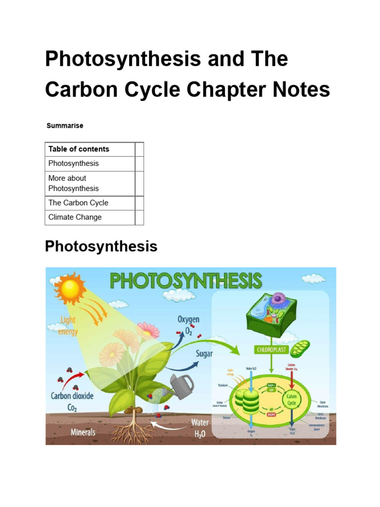 Photosynthesis and the Carbon Cycle | PDF