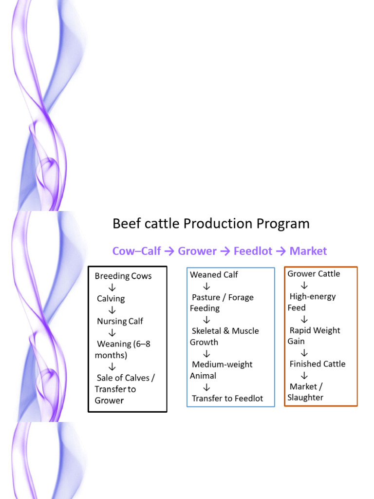 Beef Cattle Production Program | PDF | Cattle | Beef