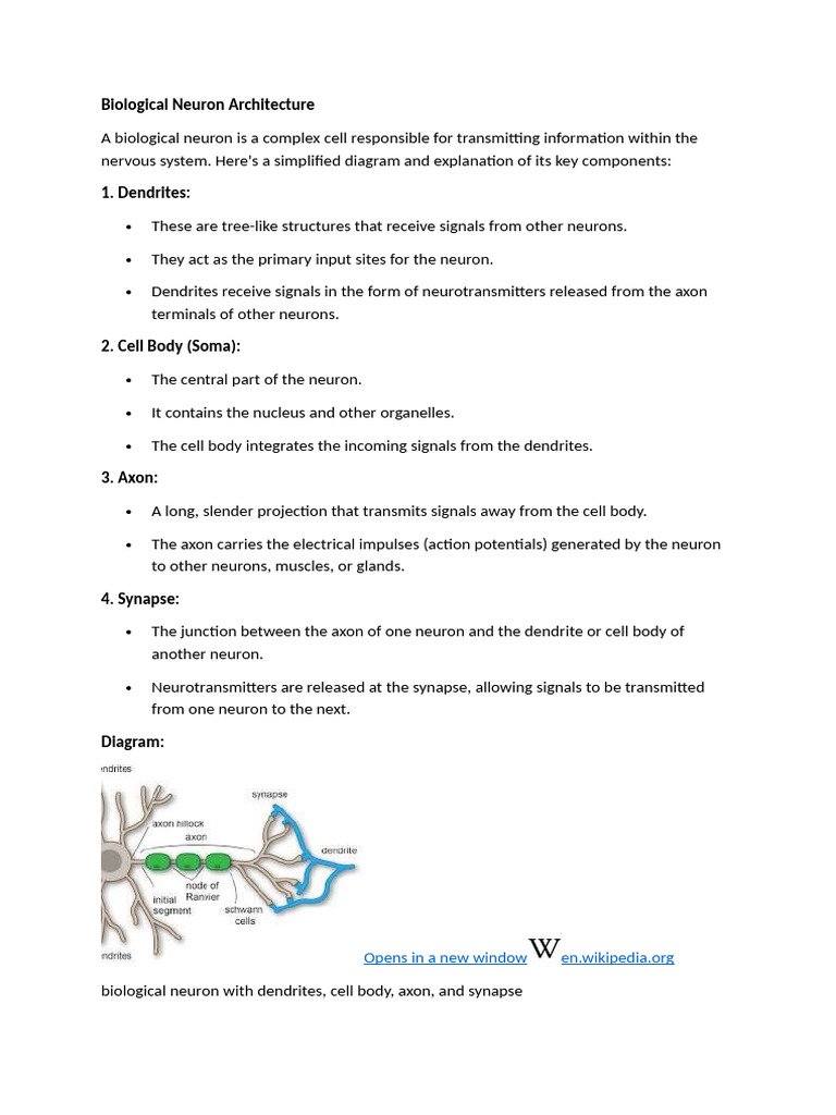 Biological Neuron Architecture | PDF | Neuron | Dendrite