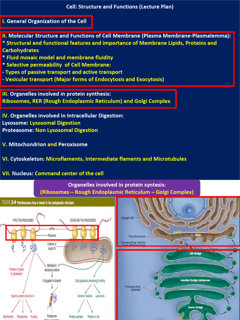 Lecture 3 Cell Structure III | PDF | Endoplasmic Reticulum | Cell (Biology)