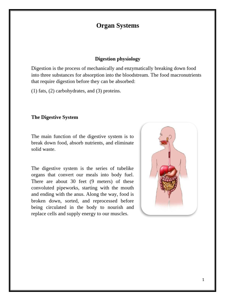 Digestive System | PDF | Digestion | Stomach