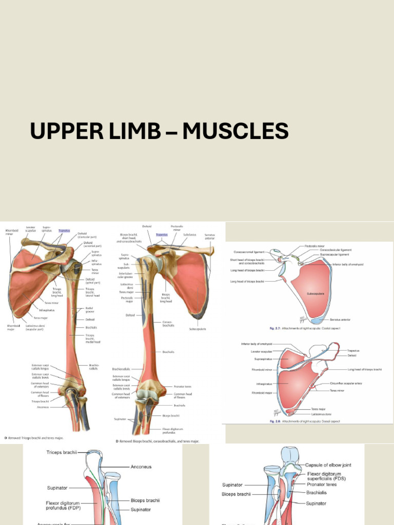 Ul Muscles (1) | PDF | Thumb | Finger