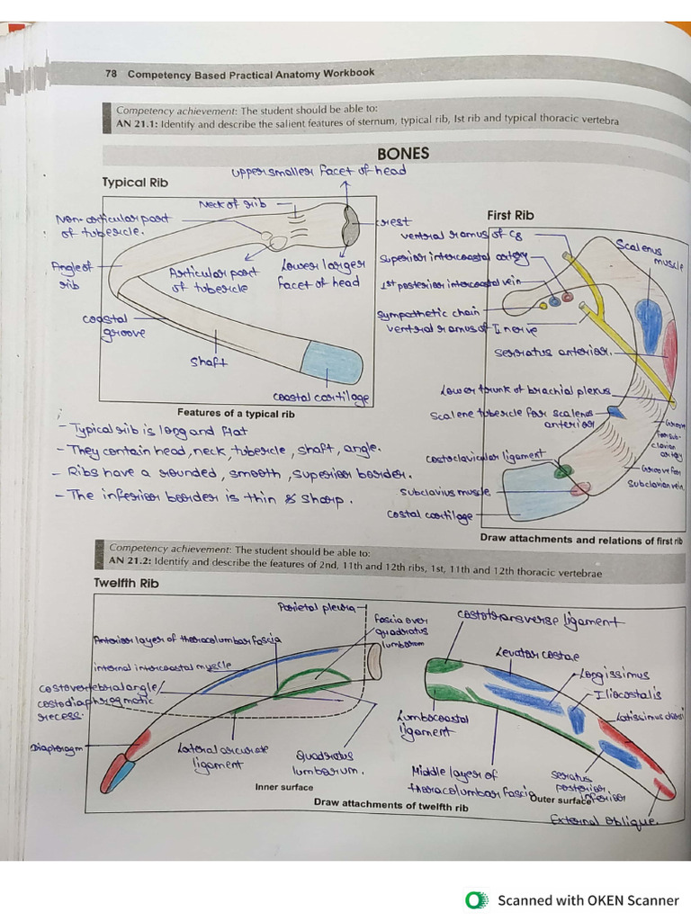 Anatomy Thorax Workbook | PDF