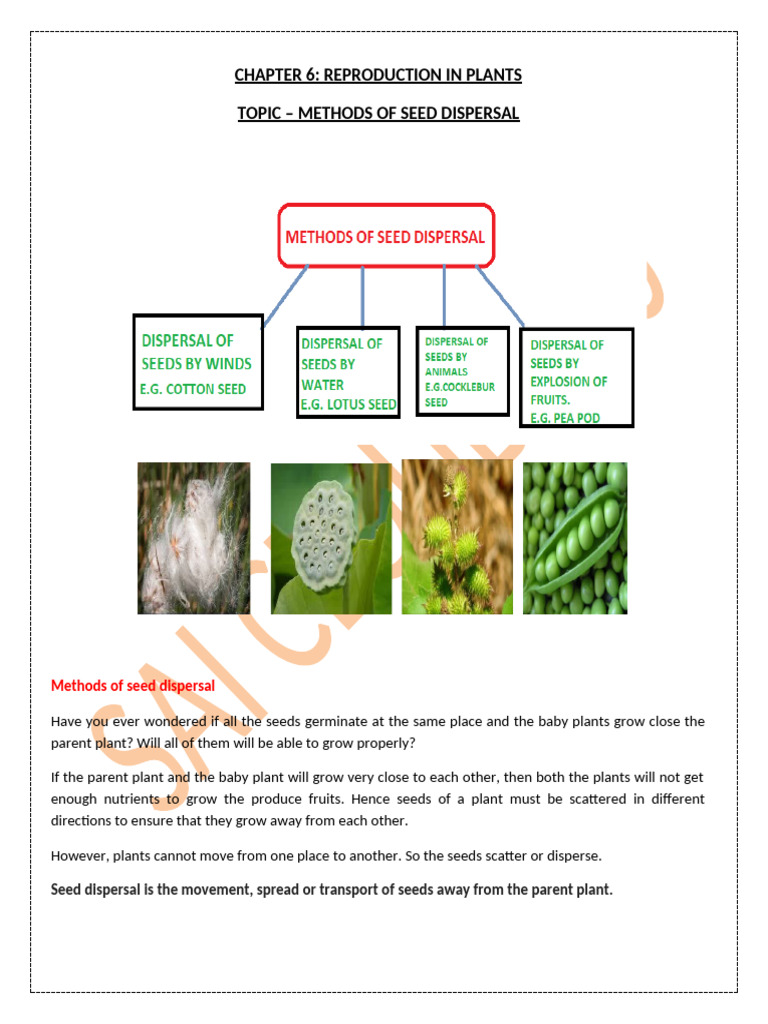Methods of Seed Dispersal | PDF | Seed | Fruit