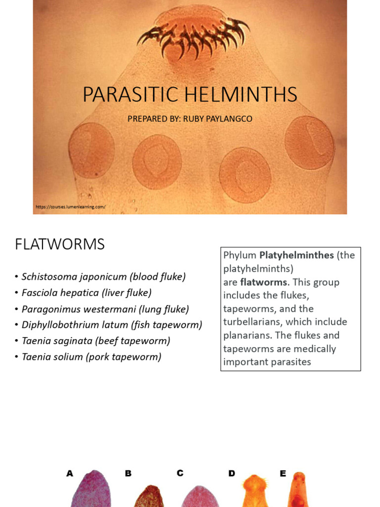 8-Part3-Helminths reviewr in parasitic helminths | PDF