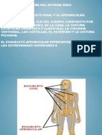 Anatomía Del Sistema Óseo