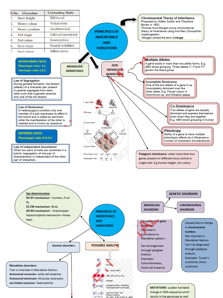 Mind Map-principles of Inheritance and Variations | PDF | Dominance ...
