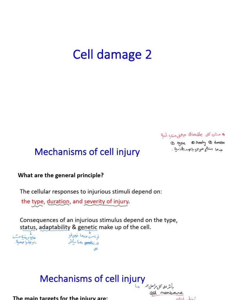 2-Cell Damage Part 2 | PDF | Cell (Biology) | Mitochondrion
