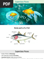 Overview of Batomorphi Classification | PDF | Vertebrates | Elasmobranchii