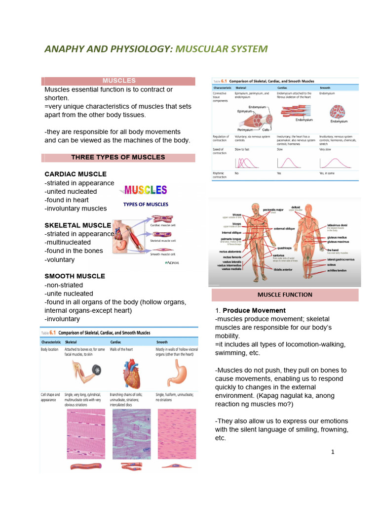 l4 Muscular System 1 | PDF | Muscle Contraction | Skeletal Muscle