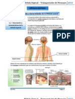 Médula Espinal y Nervios Espinales (S)
