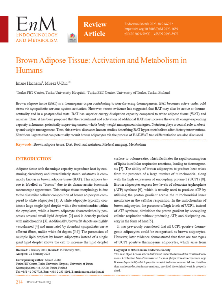 Brown Adipose Tissue Activation and Metabolism in | PDF | Adipose ...