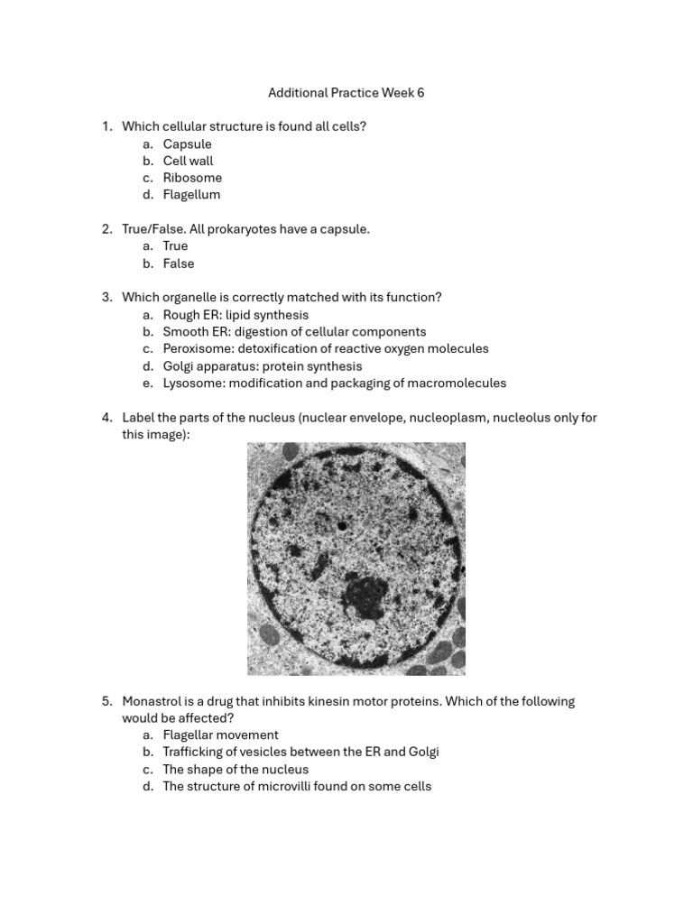 Additional Practice Week 6_fixed | PDF | Cell (Biology) | Endoplasmic ...