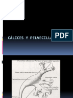 Cálices y Pelvecilla 