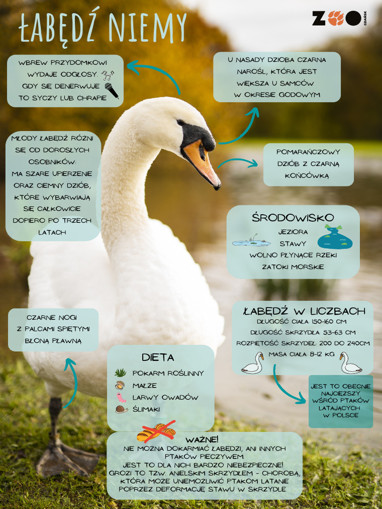 przyroda-s-12_labedz_kolor | PDF