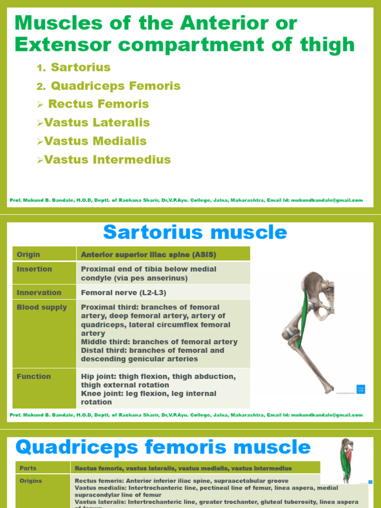 Muscles of the Lower Limb Updated | PDF | Foot | Human Leg