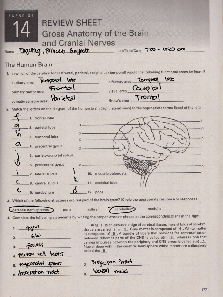 The Gross Anatomy of the Brain and Cranial Nerves Work Sheet | PDF ...