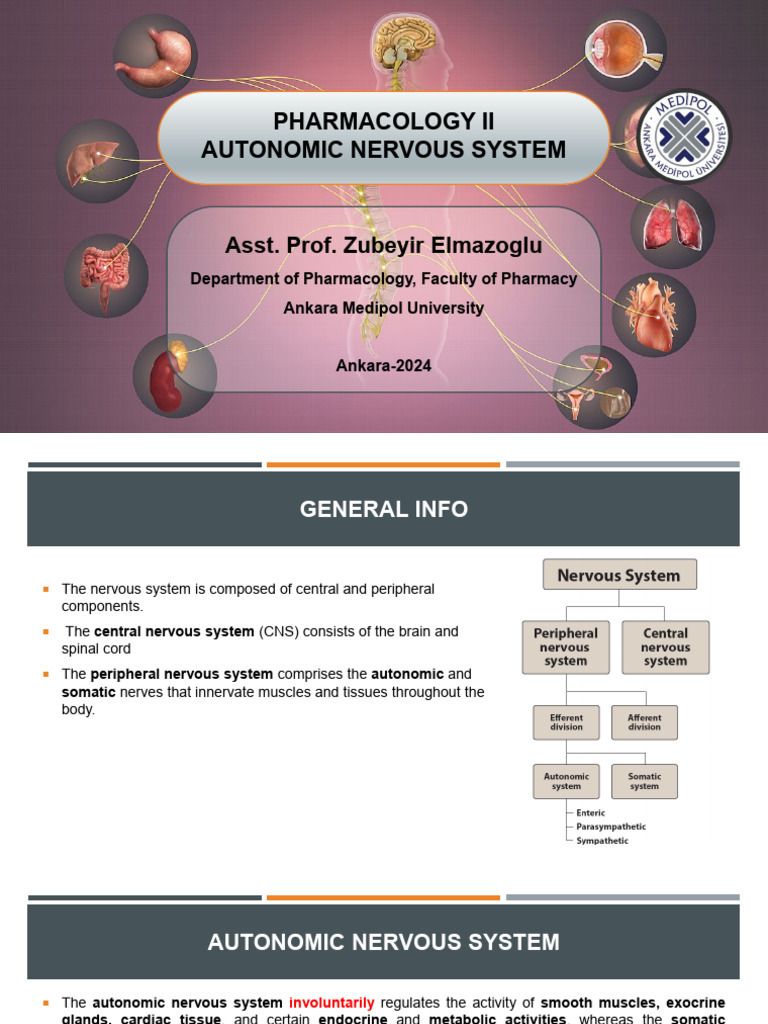 Autonomic Nerv.system AMU Pharm 2024-2025 | PDF | Autonomic Nervous ...