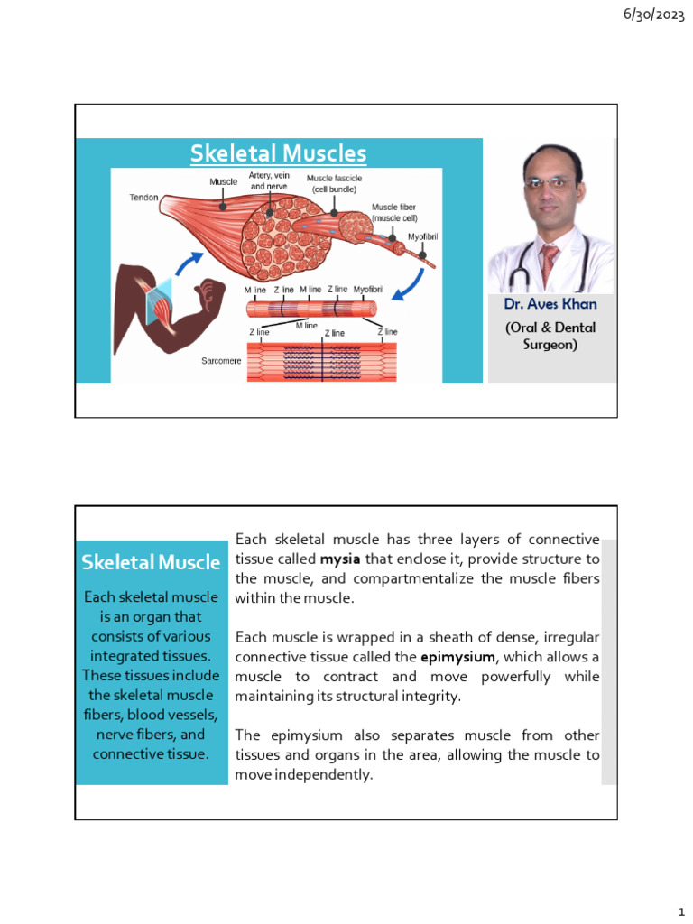 Skeletal Muscles | PDF | Muscle Contraction | Skeletal Muscle