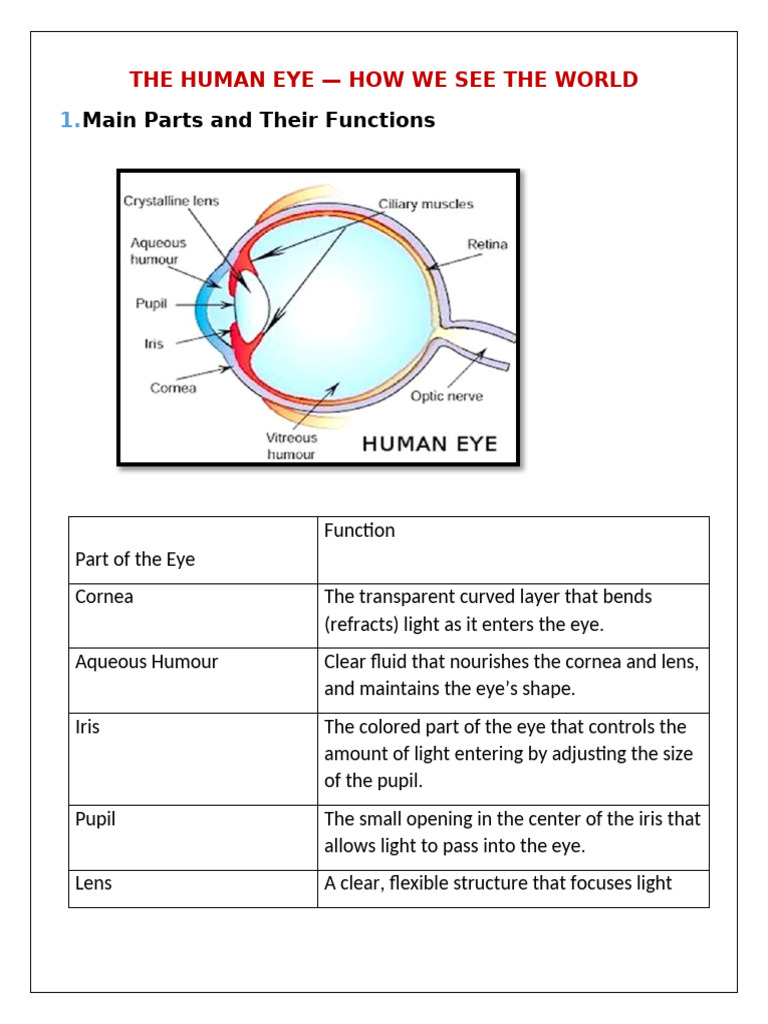 The HUman Eye-Handout | PDF | Eye | Human Eye