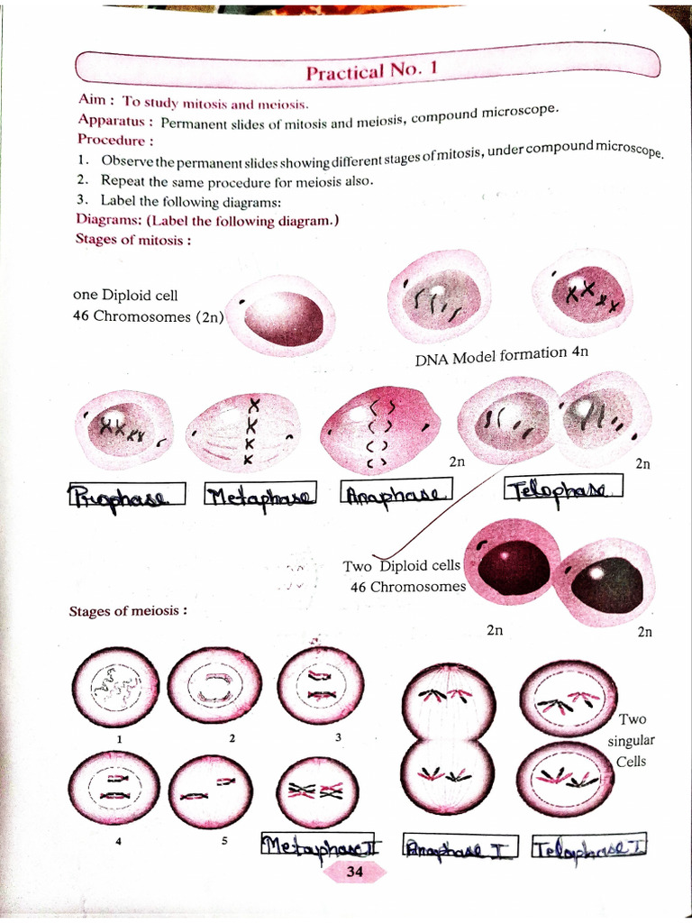 Sci2 Practical | PDF