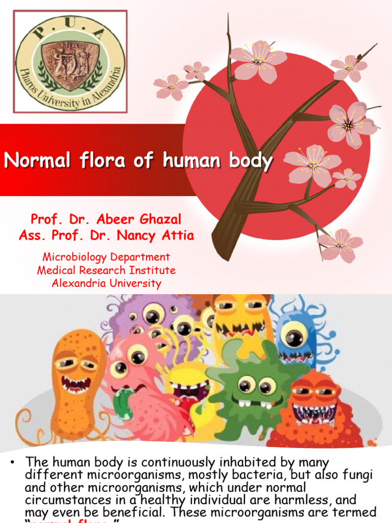 Normal Flora of Human Body-2026 | PDF | Bacteria | Streptococcus