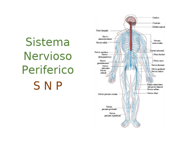 Sistema Nervioso Periferico | PDF