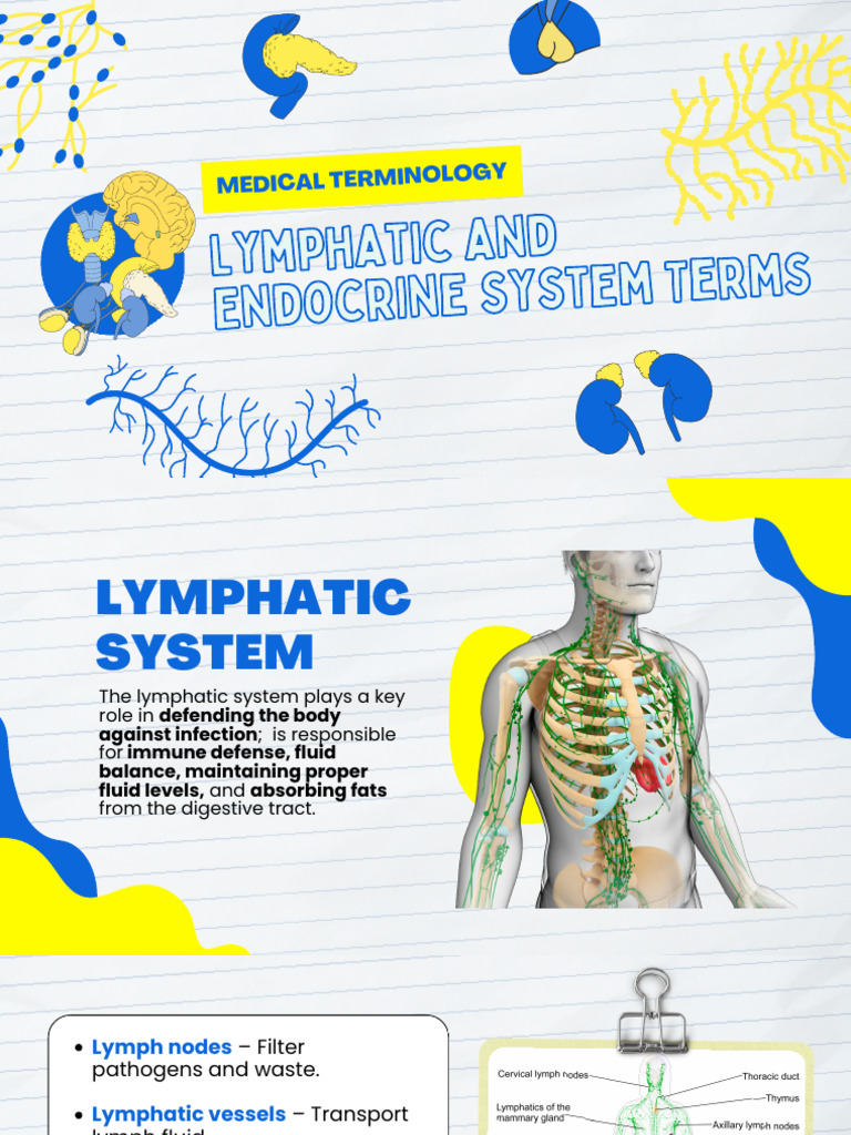 G4 Lymphatic and Endocrine System Terms (Presentation) | PDF ...